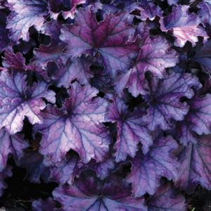 Afbeelding van VP Heuchera P19 Purple